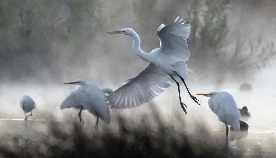 Great Egrets in the Mist 3064-010820-2 Photograph by Tam Ryan