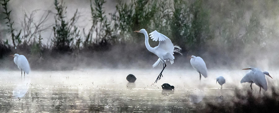 Great Egrets in the Mist 3067-010820-2 Photograph by Tam Ryan