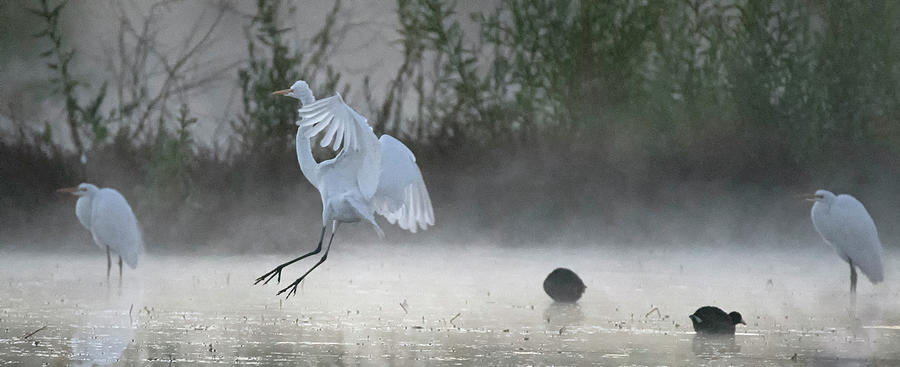 Great Egrets in the Mist 3069-010820 Photograph by Tam Ryan