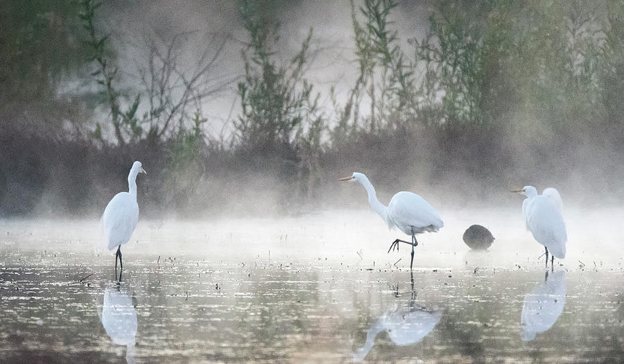 Great Egrets in the Mist 3086-010820-2 Photograph by Tam Ryan