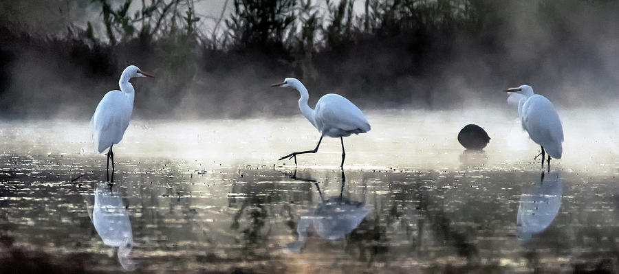 Great Egrets in the Mist 3088-010820-2 Photograph by Tam Ryan