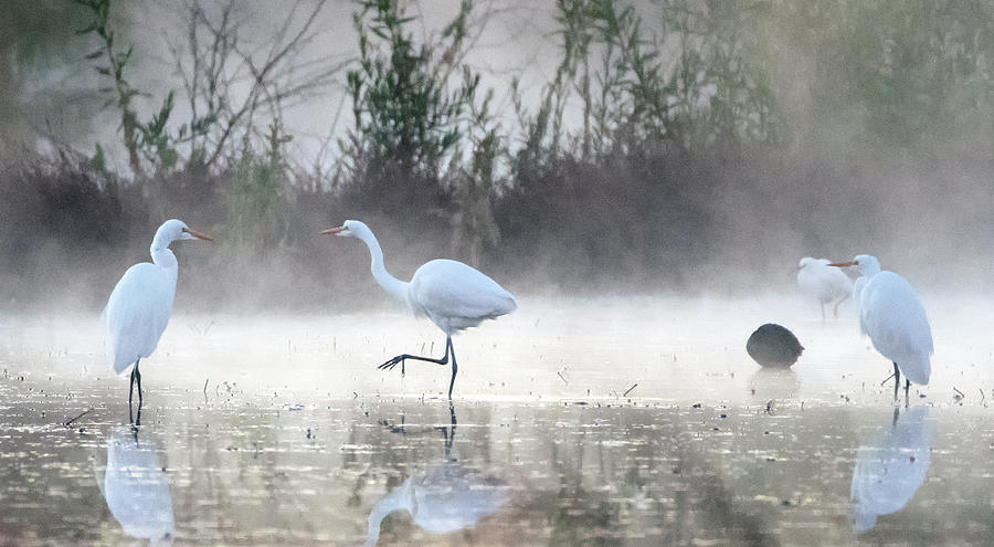 Great Egrets in the Mist 3095-010820-2 Photograph by Tam Ryan