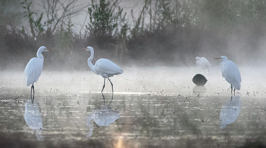 Great Egrets in the Mist 3100-010820 Photograph by Tam Ryan