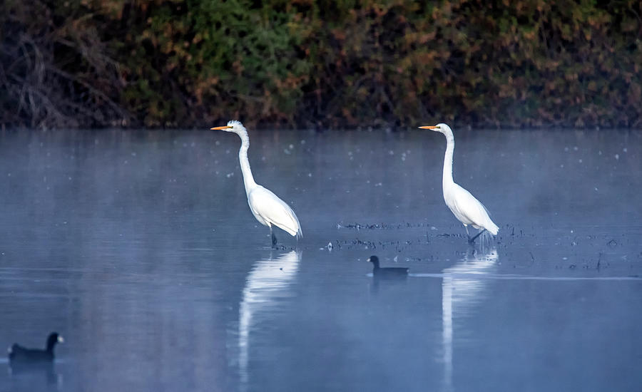 Great Egrets in the Mist 3443-011020-2 Photograph by Tam Ryan