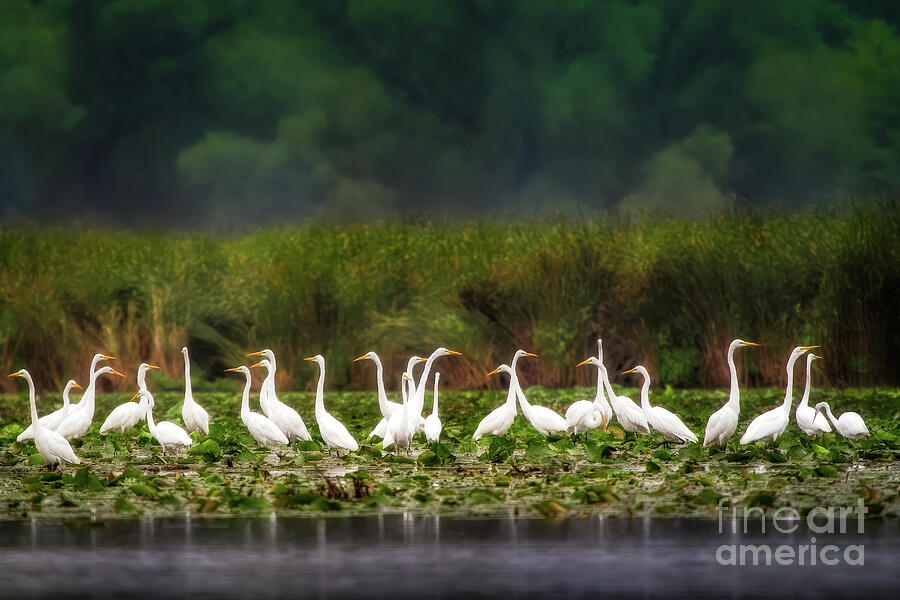 Bird Photograph - Great Egrets by Jarrod Erbe