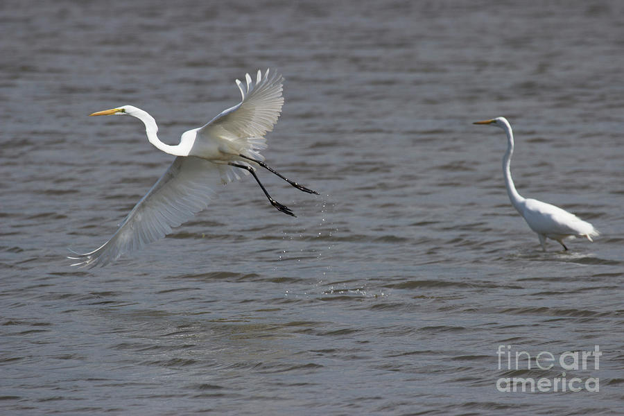 Great Egrets  Photograph by Jeannette Hunt