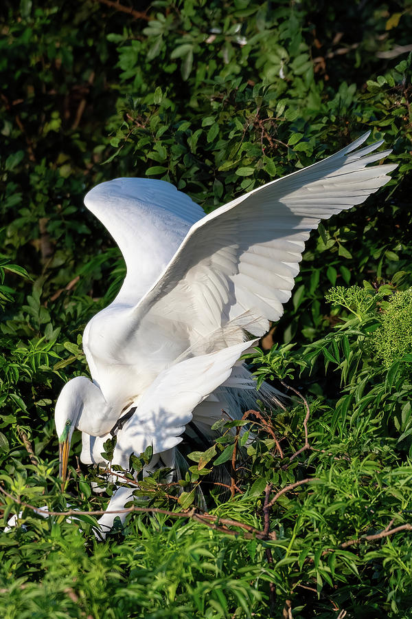 Great Egrets Mating Photograph by Bradford Martin