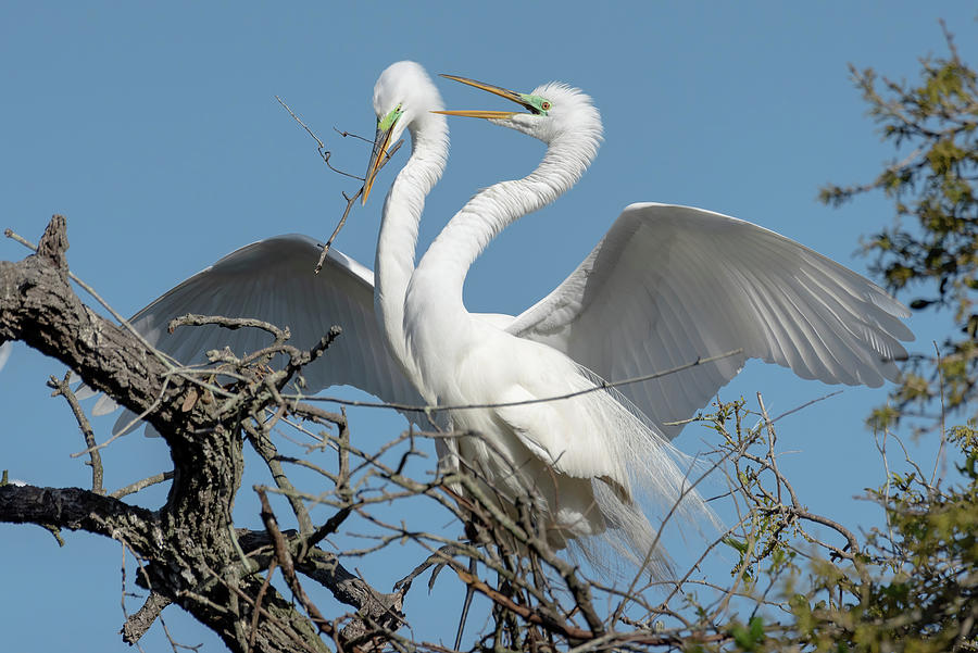 Great Egrets Pair at Nest with Stick Photograph by Bradford Martin