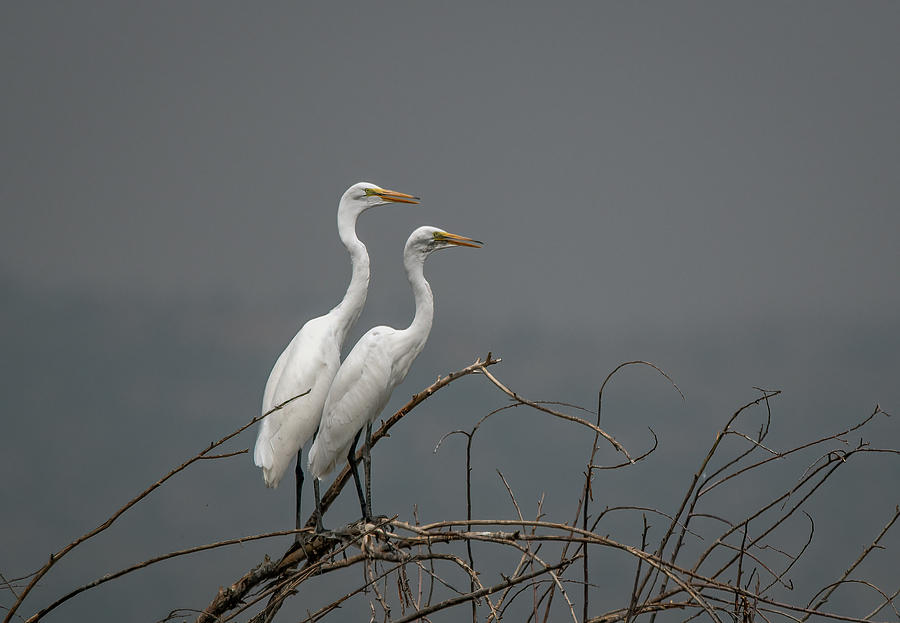 Great Egrets Photograph by Rick Mosher