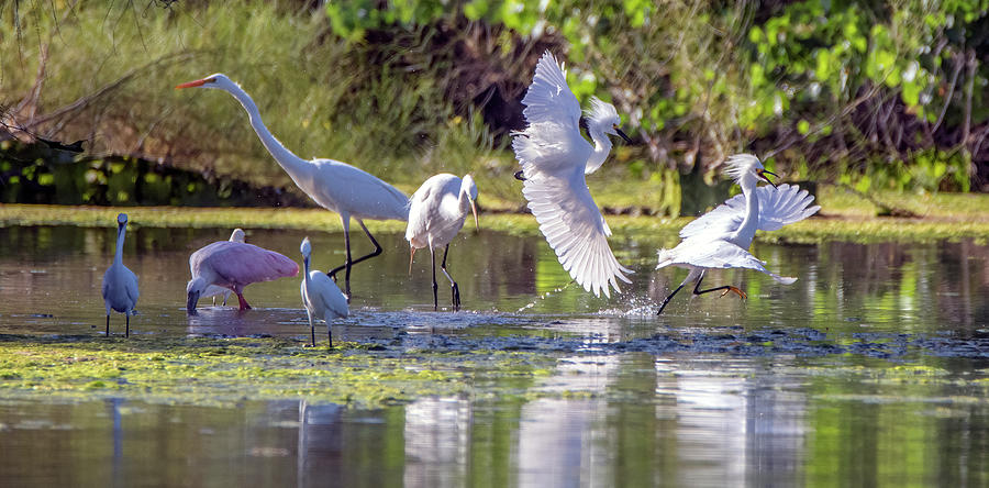 Great Egrets - Snowy Egrets - Roseate Spoonbill 8293-060121-2 Photograph by Tam Ryan