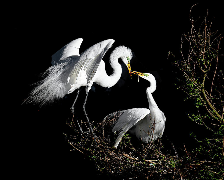 Bird Photograph - Great Egrets by Stuart Harrison