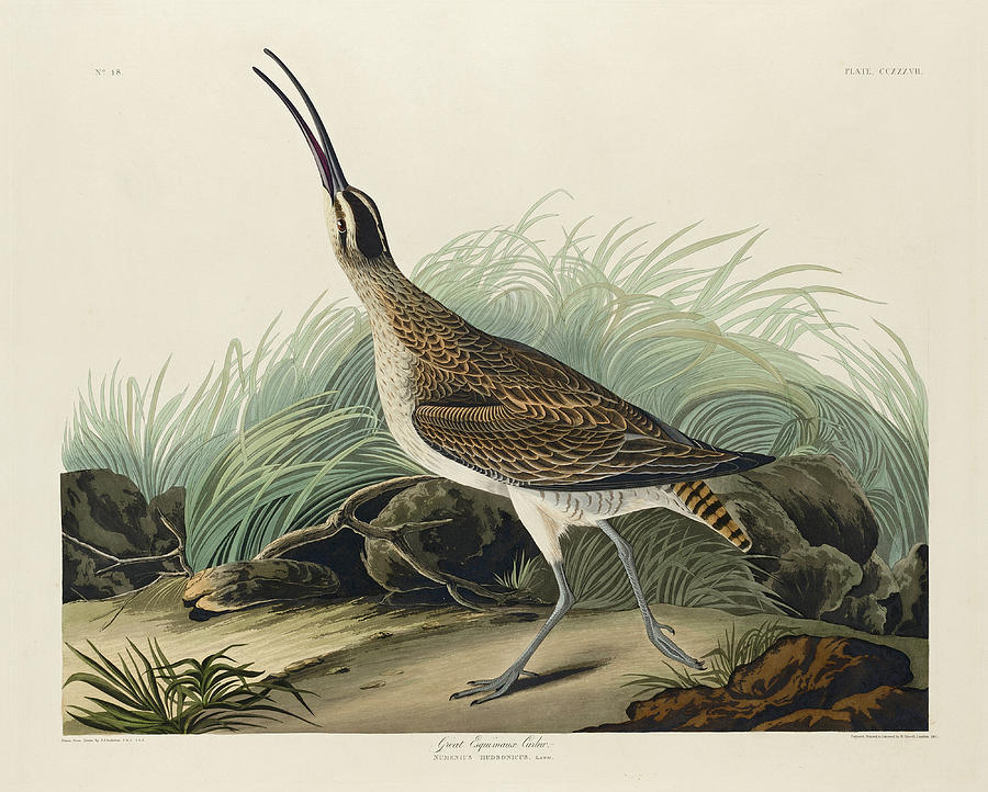 Great Esquimaux Curlew Drawing by Robert Havell