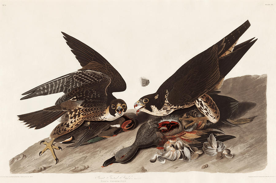 Great Footed Hawk. John James Audubon Mixed Media by World Art Collective