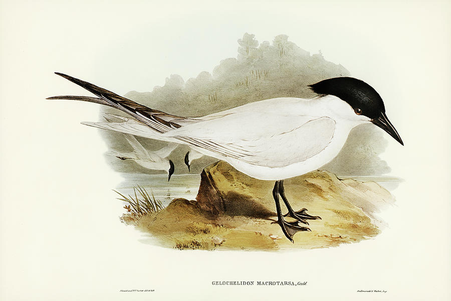 John Gould Drawing - Great-footed Tern, Gelochelidon macrotarsa by John Gould