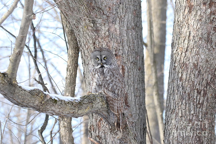 Great gray camouflage Photograph by Heather King