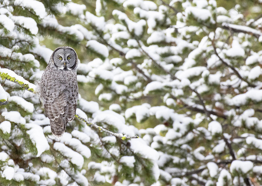 Great Gray on a Snowy Perch Photograph by Max Waugh