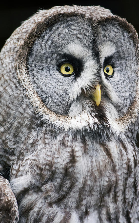 Great Gray Owl Photograph by Angela Carrion Photography