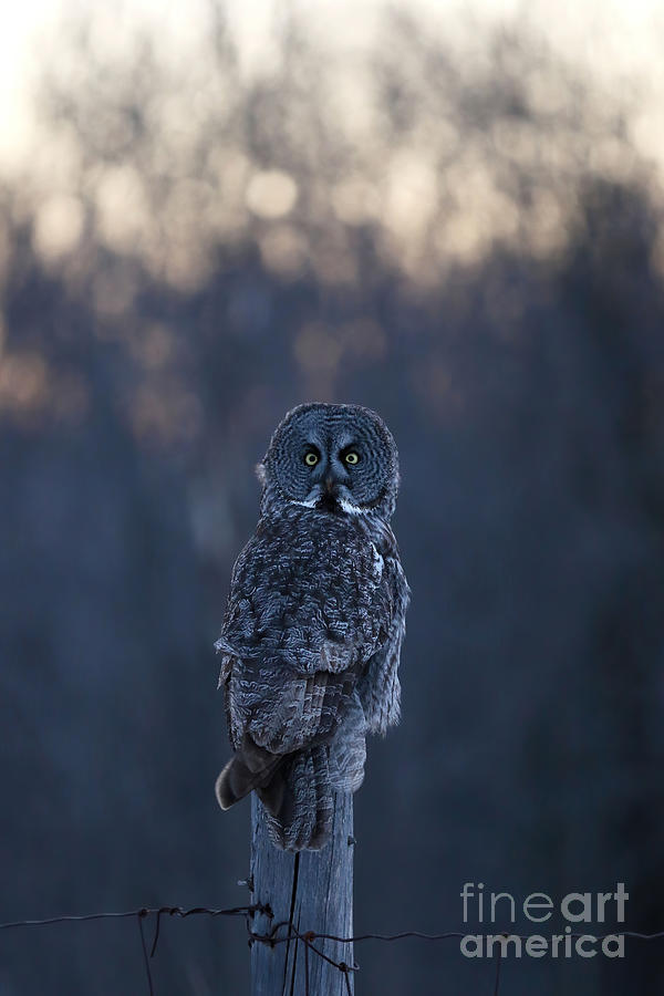 Great Gray Owl At Dusk Photograph