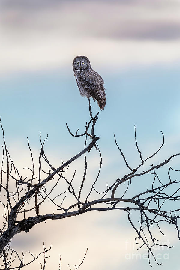 Great Gray Owl at Sundown Photograph by Bret Barton