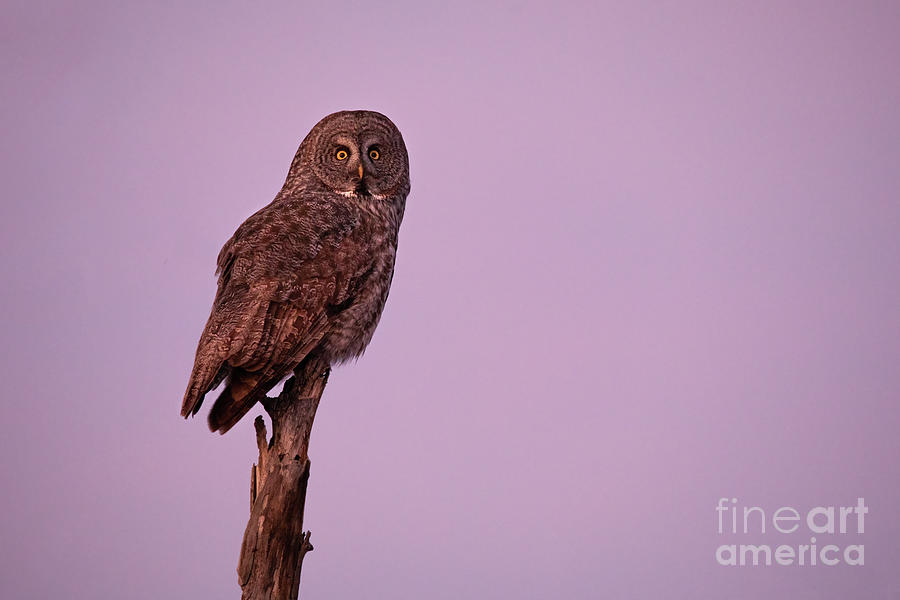 Great Gray Owl at Sunset Photograph by Bret Barton