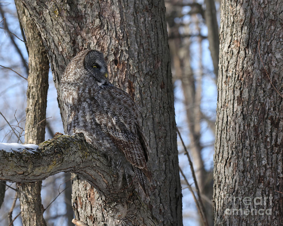 Great Gray Owl Camouflage 1 Photograph