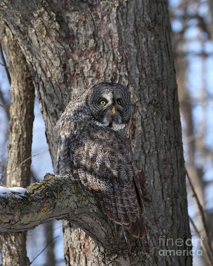 Great Gray Owl Camouflage 2 Photograph