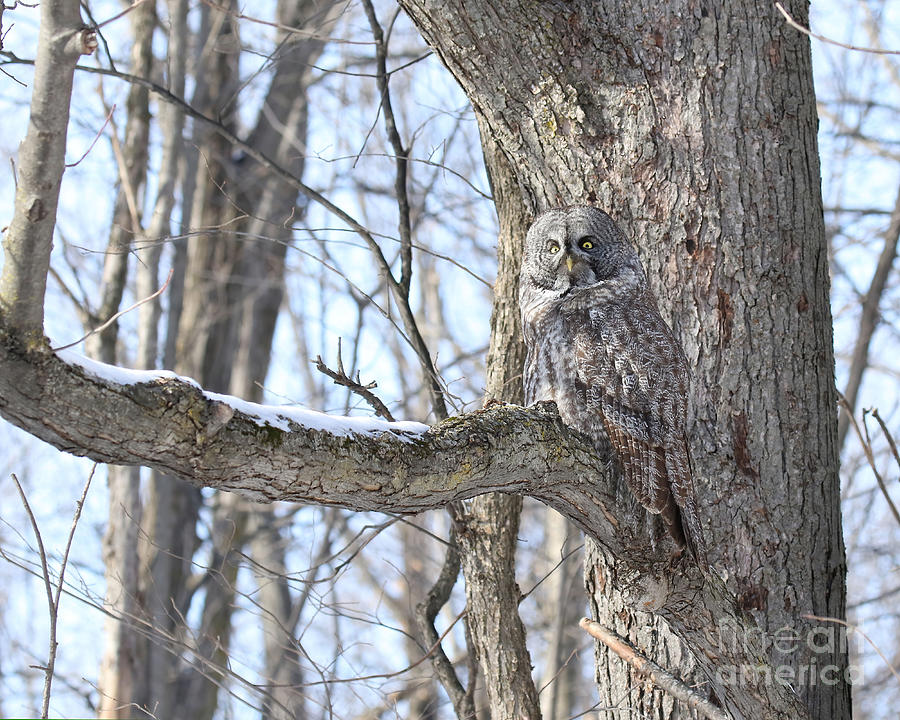 Great Gray Owl Camouflage 6 Photograph