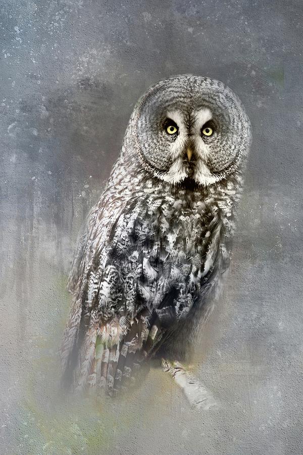 Great Gray Owl Photograph by HH Photography of Florida