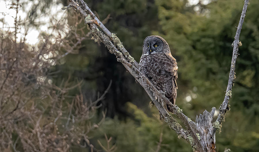 Great Gray Owl Hunting #13 Photograph by Morris Finkelstein - Fine Art ...