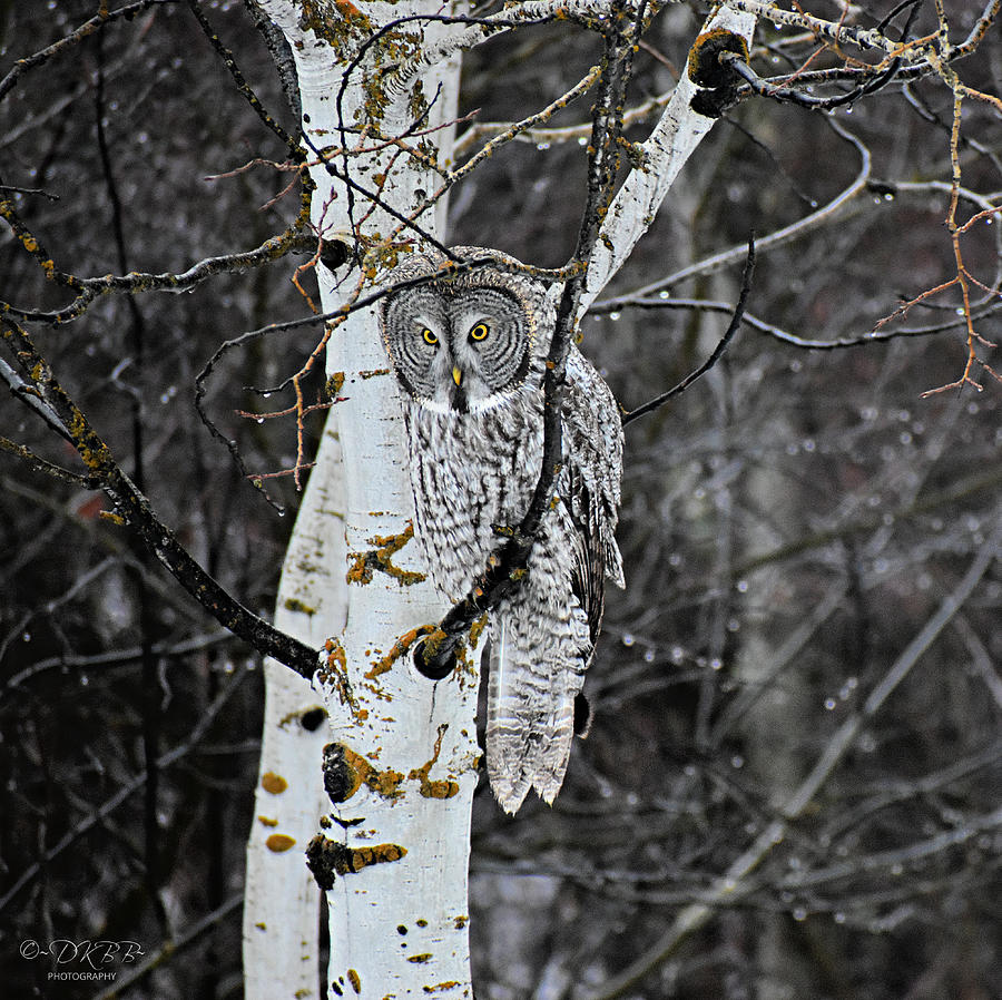 Great Gray Owl in Aspen #4 Photograph by Dorrene BrownButterfield