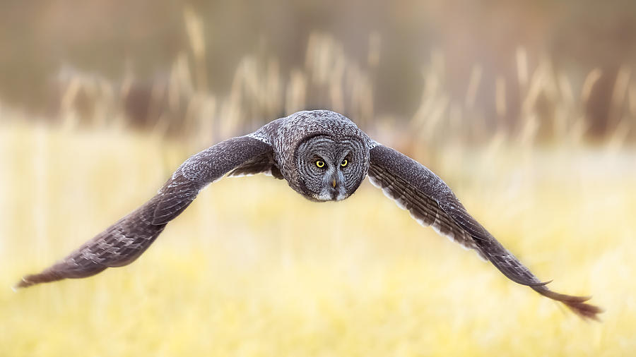 Great Gray Owl in flight across a field Photograph by Chris Greenwood