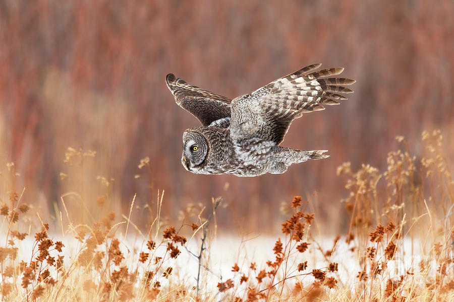 Great Gray Owl in Flight Photograph by Bret Barton