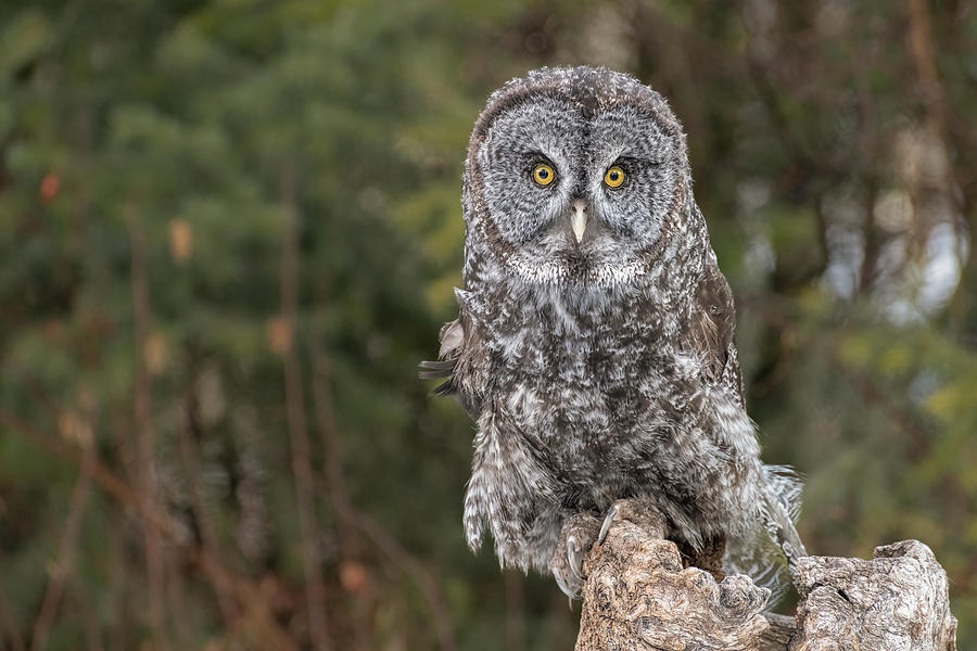 Great Gray Owl In Montana Photograph