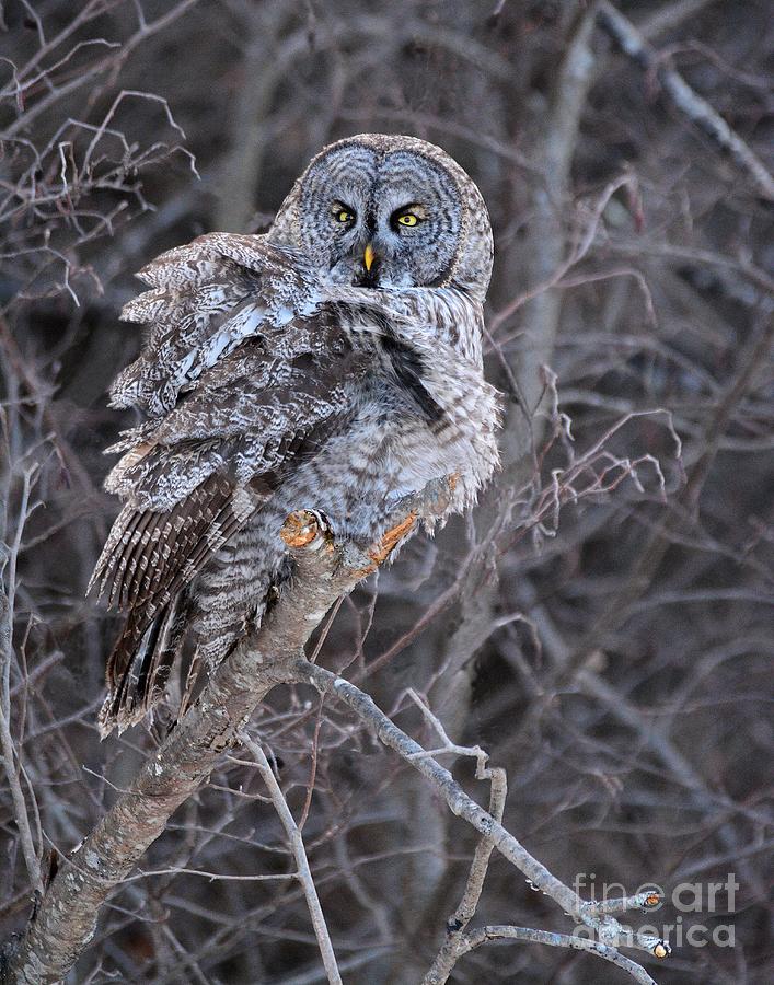 Great Gray Owl in New Hampshire Photograph by Steve Brown