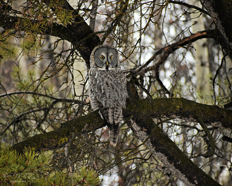 Great Gray Owl in Pine #1 Photograph by Dorrene BrownButterfield