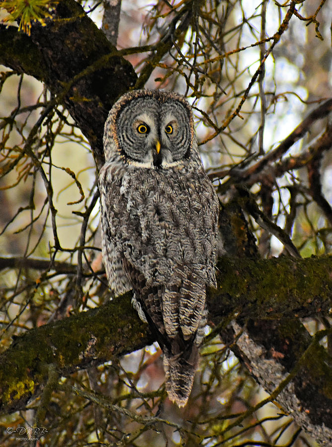 Great Gray Owl in Pine #2 Photograph by Dorrene BrownButterfield