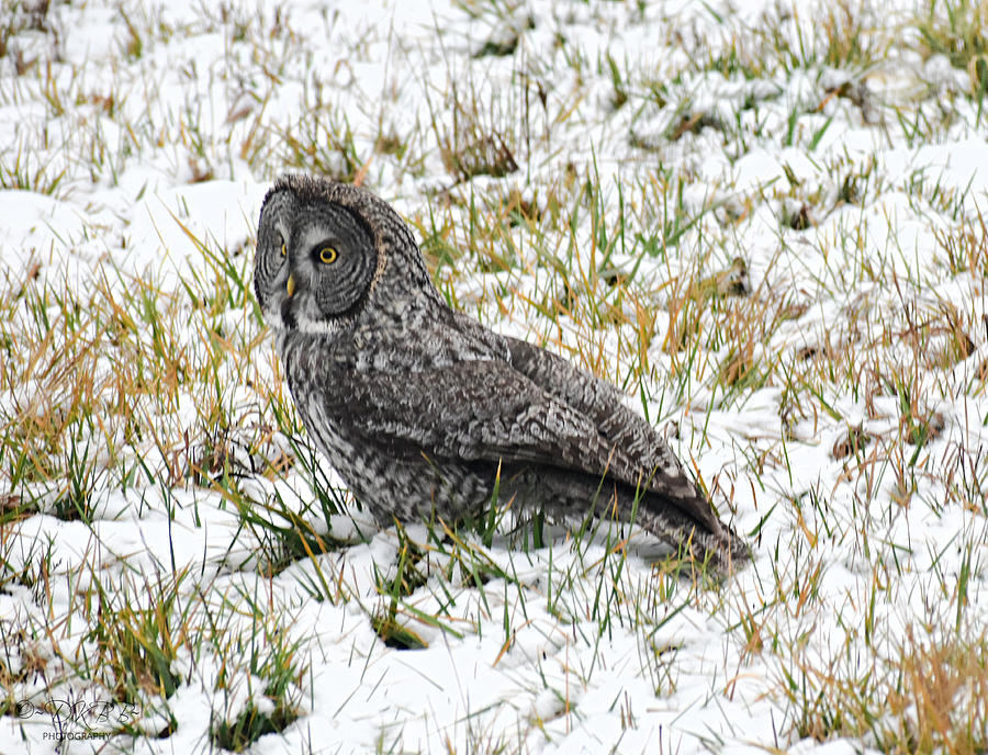 Great Gray Owl in Snow Photograph by Dorrene BrownButterfield