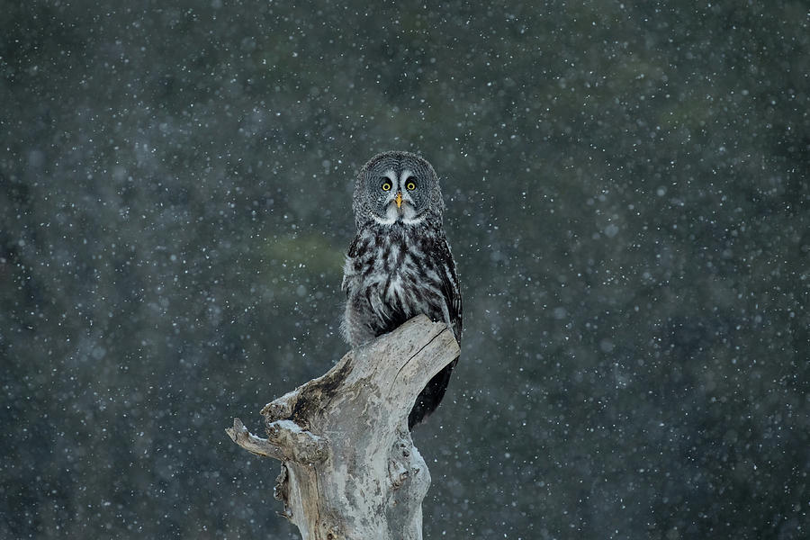Great Gray Owl In Snowstorm Photograph by CR Courson