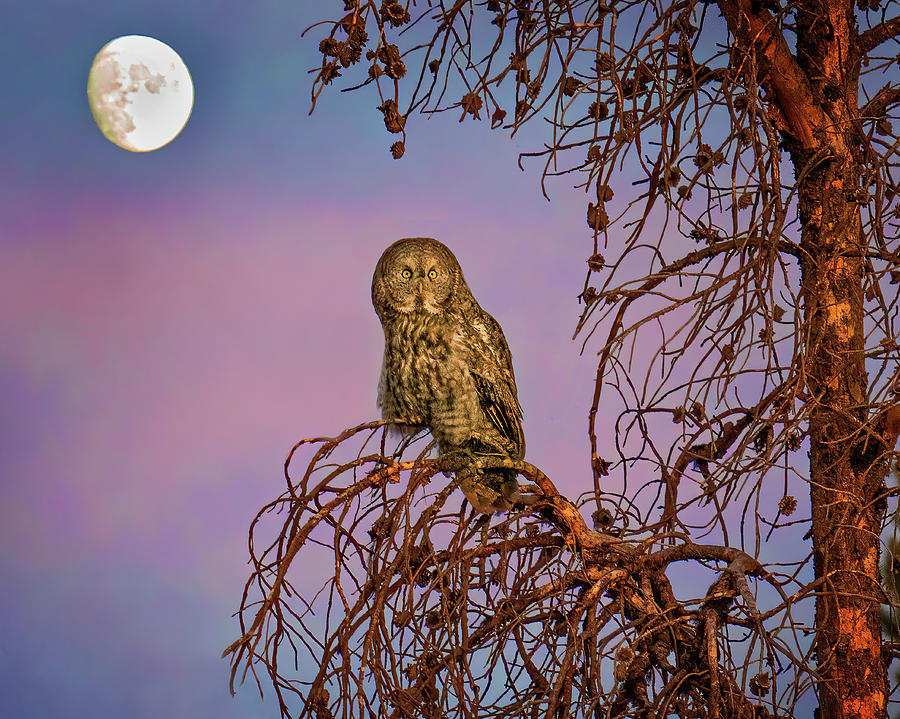 Great Gray Owl in the Moonlight Photograph by Judi Dressler