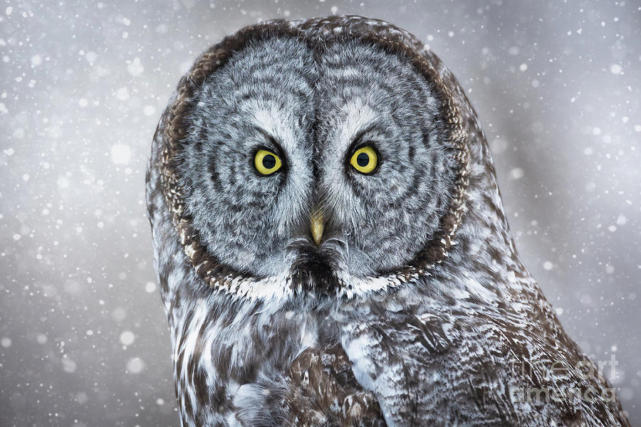 Great Gray Owl in the Snow Photograph by Bret Barton