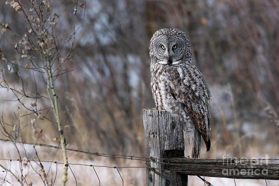 Great Gray Owl in the Winter Photograph by Bret Barton