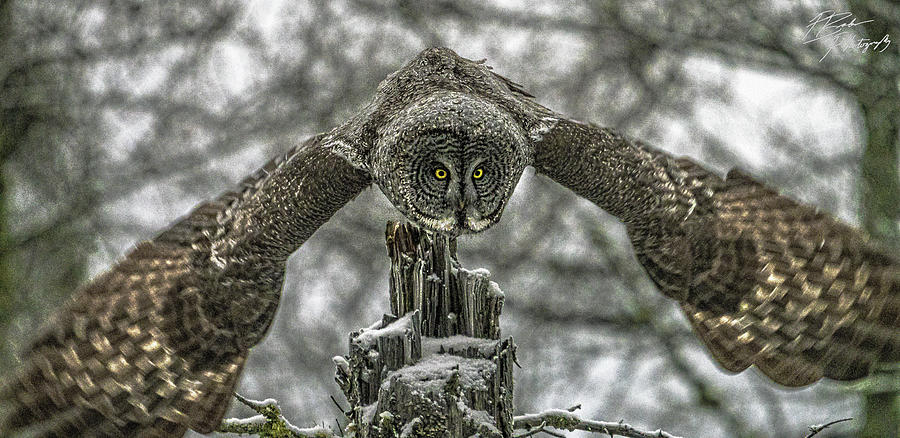 Great Gray Owl Launch Photograph by Paul Brooks