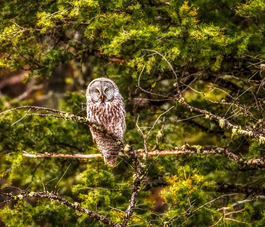 Great Gray Owl Photograph by Mountain Dreams - Fine Art America