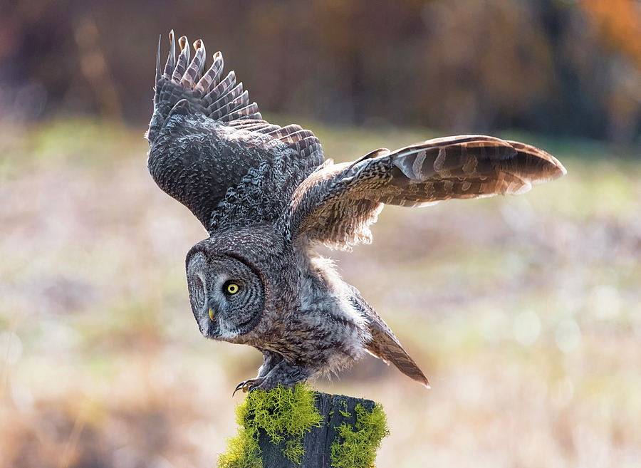 Great Gray Owl on the Hunt Photograph by Loree Johnson