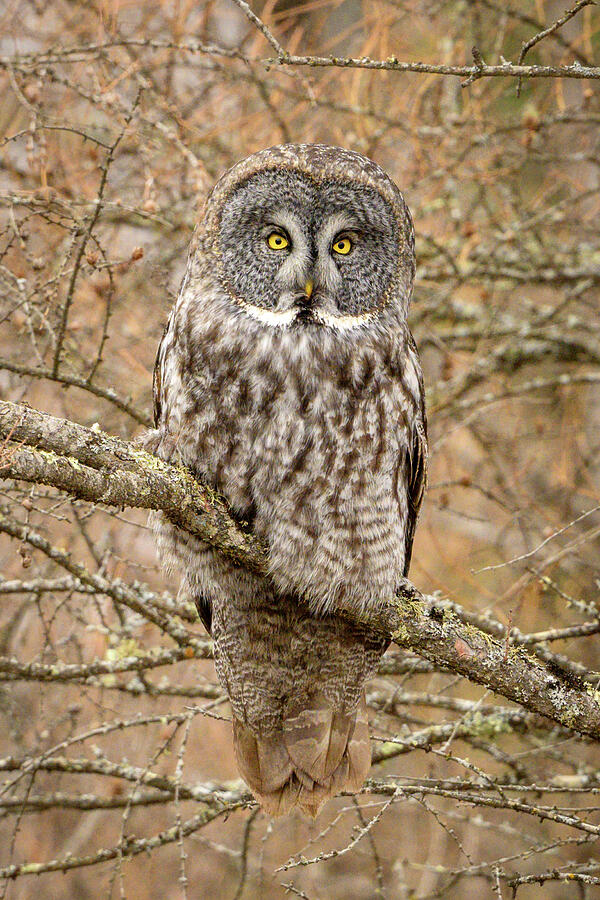 Great Gray Owl Perched  Photograph by Julie Barrick