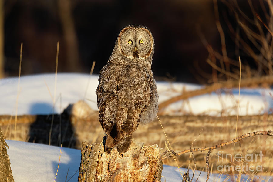 Great Gray Owl Portrait Photograph by Bret Barton