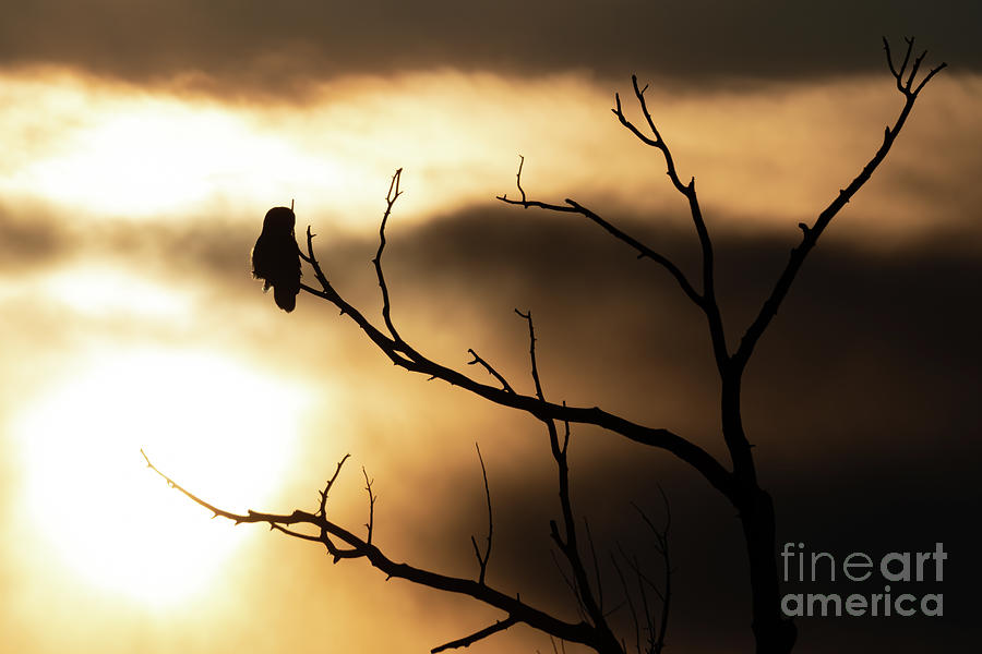 Great Gray Owl Silhouette at Sunset Photograph by Bret Barton