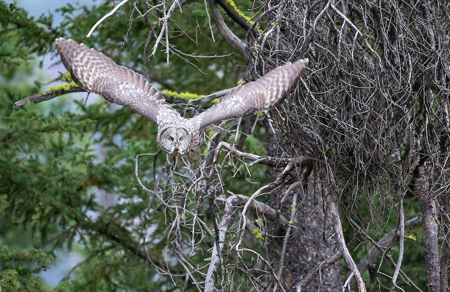 Great Gray Owl Takeoff Photograph by Max Waugh