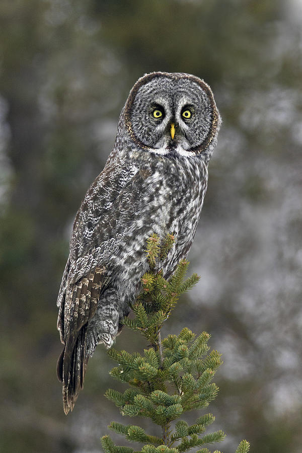 Great Gray Owl Photograph by Timothy McIntyre