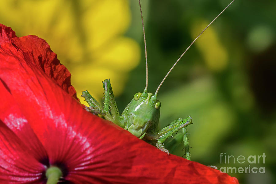 Great Green Bush Cricket On Poppy Photograph